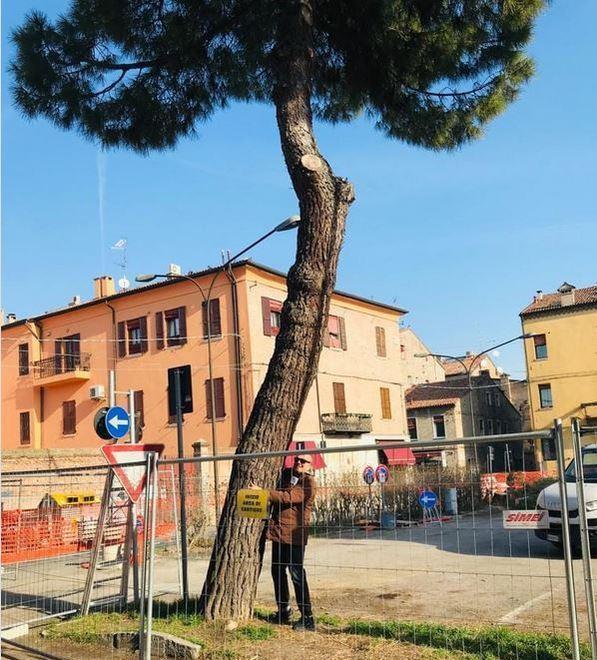 Piazza Verdi Addio ai pini con pioggia di proteste