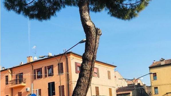 Piazza Verdi Addio ai pini con pioggia di proteste