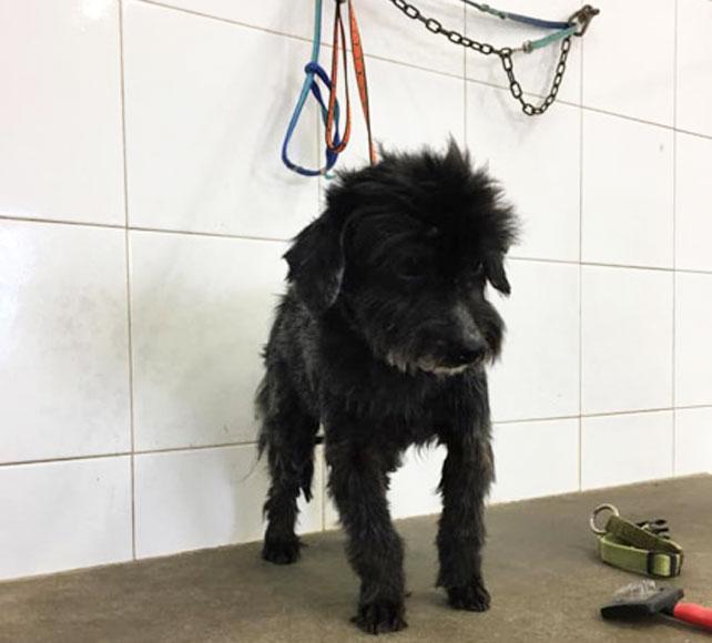 Il cagnolino Fuffy