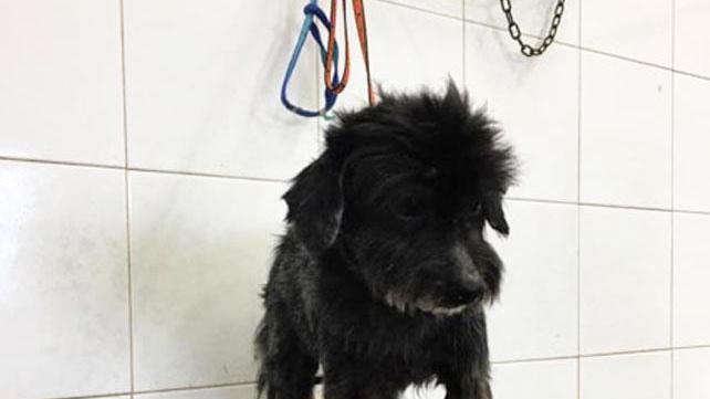 Il cagnolino Fuffy
