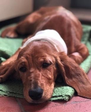 Nike, la cagnolina aggredita curata grazie a Facebook e adottata da una lucchese