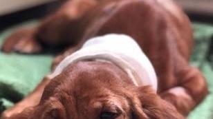 Nike, la cagnolina aggredita curata grazie a Facebook e adottata da una lucchese