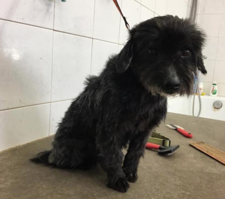 Fuffy arruolato in caserma in attesa di una famiglia 