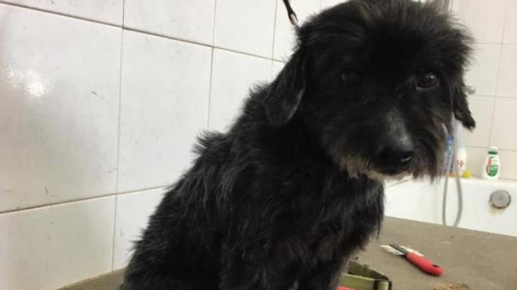 Fuffy arruolato in caserma in attesa di una famiglia