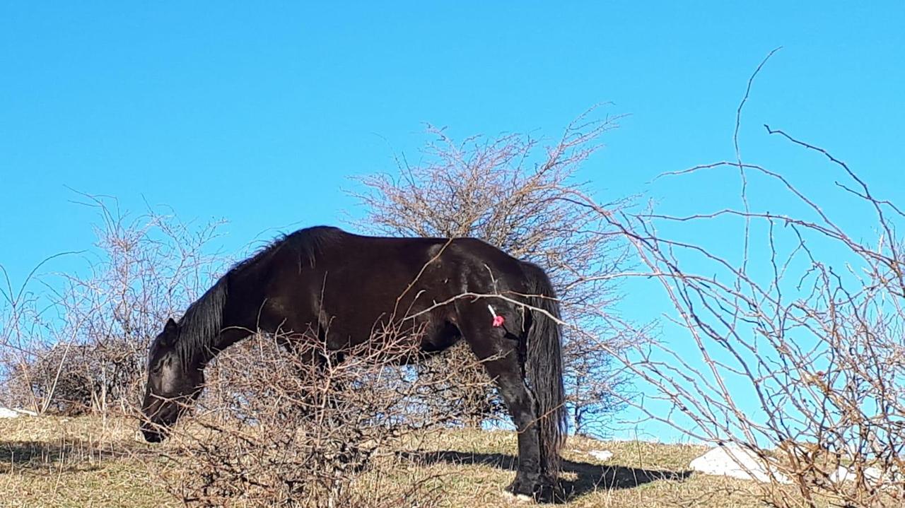 Salvataggio di una cavalla sul Monte Maggiore grazie ad un lavoro di èquipe tra veterinari e volontari