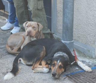 <strong>ABBANDONATI </strong>I cuccioli lasciati in un cassonetto in località Cerro Balestro