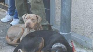 <strong>ABBANDONATI </strong>I cuccioli lasciati in un cassonetto in località Cerro Balestro