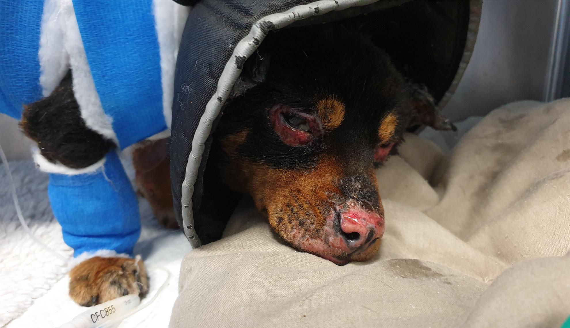 Fuego, un caso emblematico: torturato col fuoco a Sassari