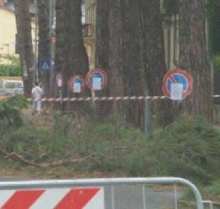 La potatura degli alberi 