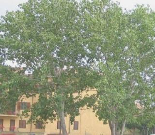 Alberi di pioppo  
