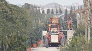 Sopra Genunzio Giannoni A sinistra un vivaio della Piana pistoiese