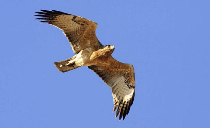 Una rarissima aquila del Bonelli uccisa a fucilate in Sardegna