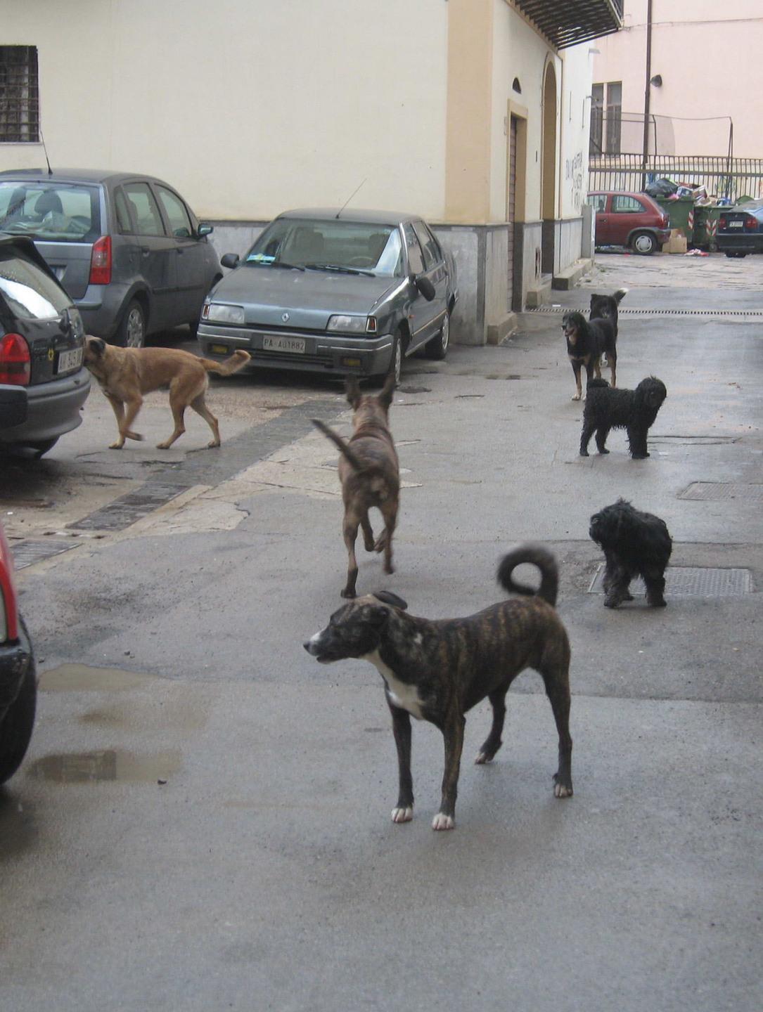 Concluso l’ampliamento del parco eolico “Maistu” 