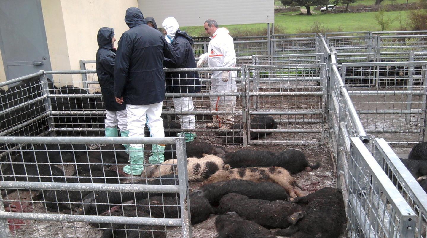 Peste suina, epidemia globale: l’isola in cattedra 