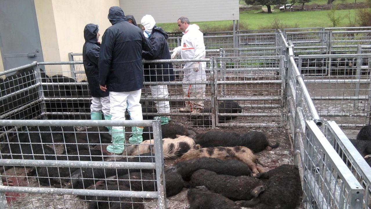 Peste suina, epidemia globale: l’isola in cattedra