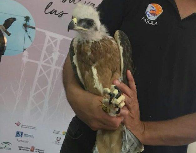 Aquila del Bonelli uccisa a Giba da una fucilata 