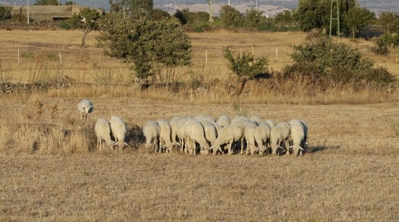 “Kent’erbas” per il latte sano 
