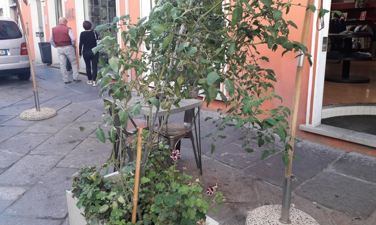 Al Corso spuntano pure i datterini