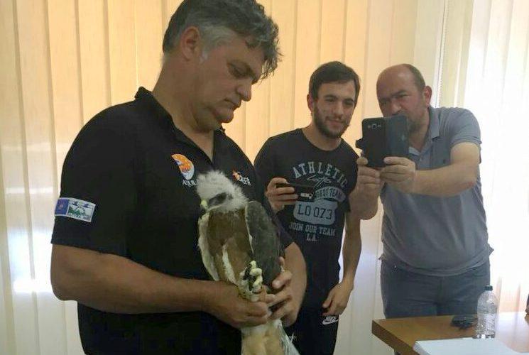 Il Wwf parte civile per l’aquila uccisa 