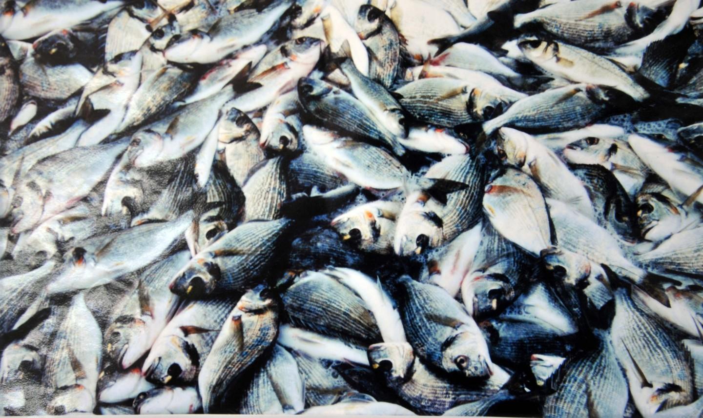  Pesca sarda sostenibile arriva il “Miglio zero” 