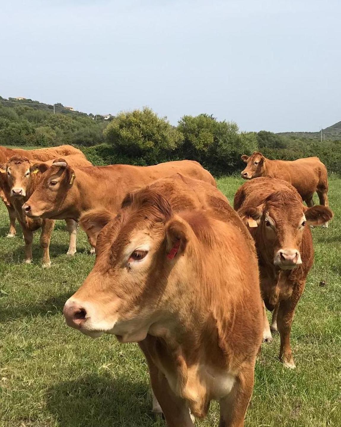 Posada, ancora un furto di bestiame 