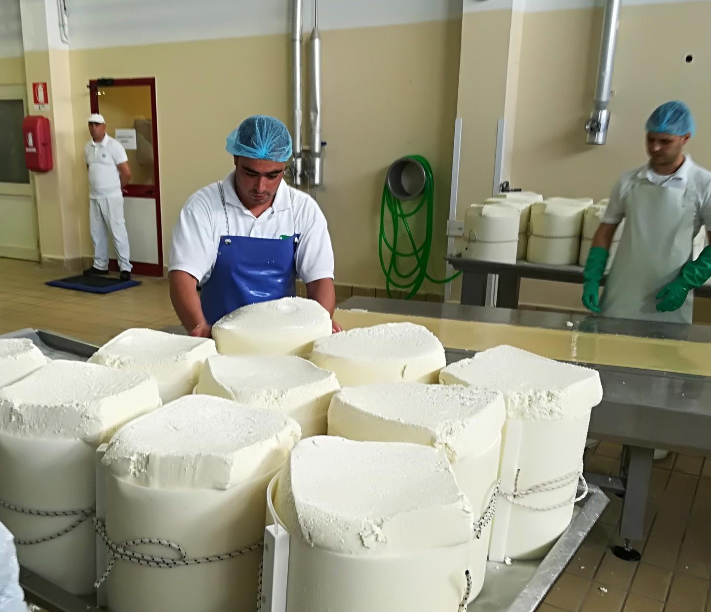 Il Pecorino romano si salva dallo tsunami dei dazi Usa