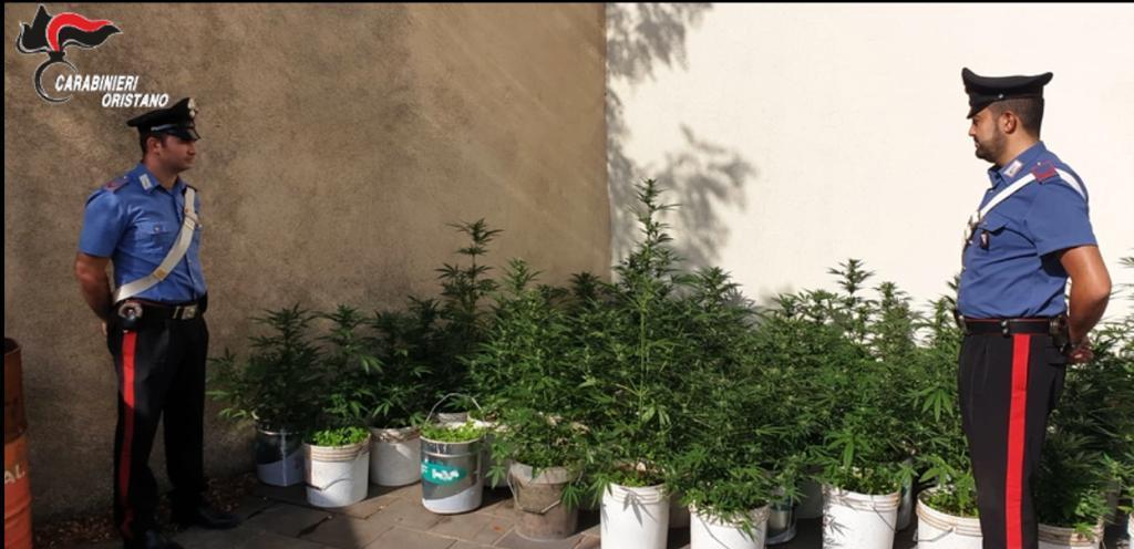 Piantine di cannabis in casa: allevatore arrestato patteggia 11 mesi 