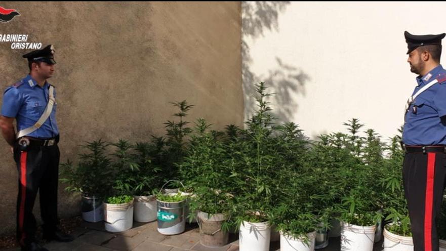 Piantine di cannabis in casa: allevatore arrestato patteggia 11 mesi 