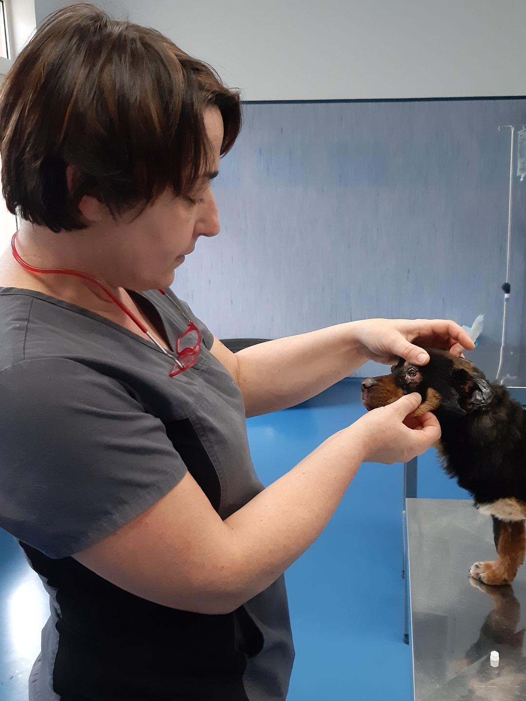 Sassari, l’ospedale veterinario getta la spugna e chiude 