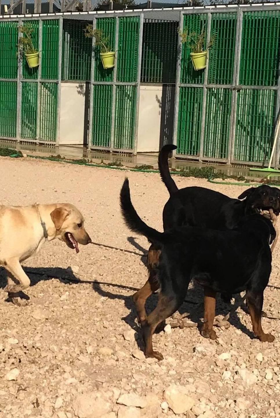 Campagne di sterilizzazione per combattere il randagismo