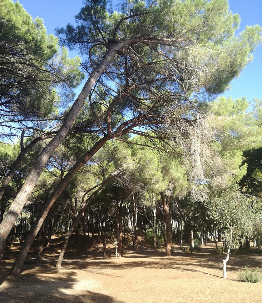 Alberi pericolanti e rifiuti nella pineta di Maria Pia