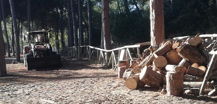 Maria Pia, una pineta diventata terra di nessuno 