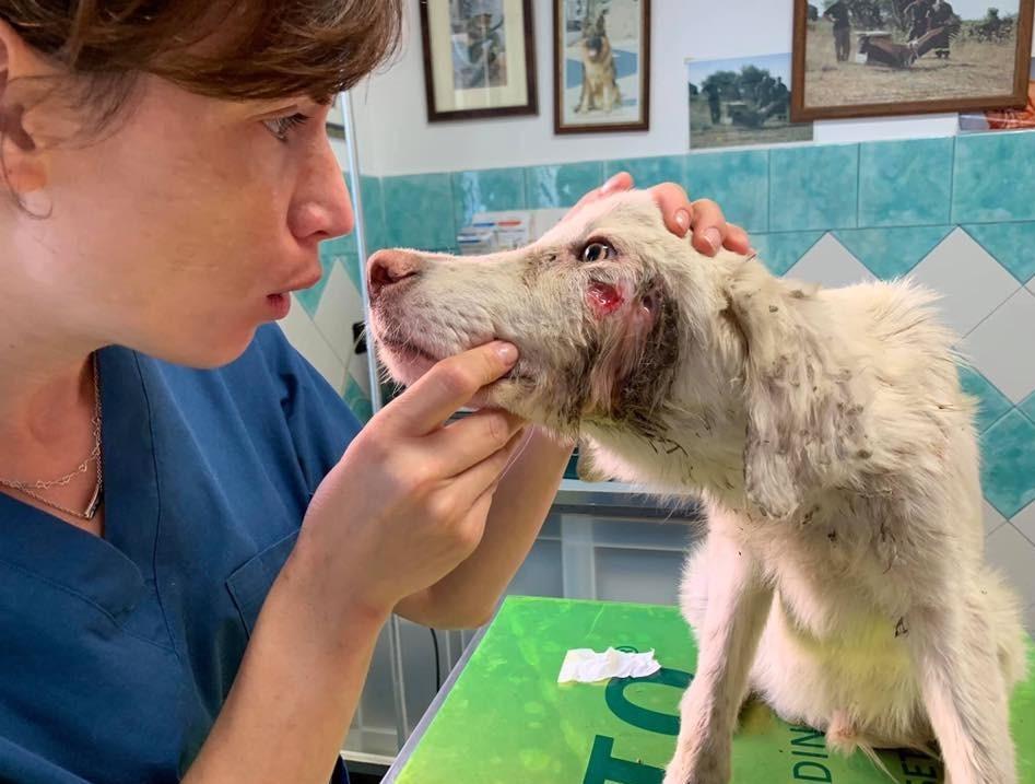 Il destino dei cani pastori: da guardiani a rottamati 