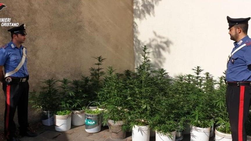 Settanta piante di cannabis nel giardino della zia 