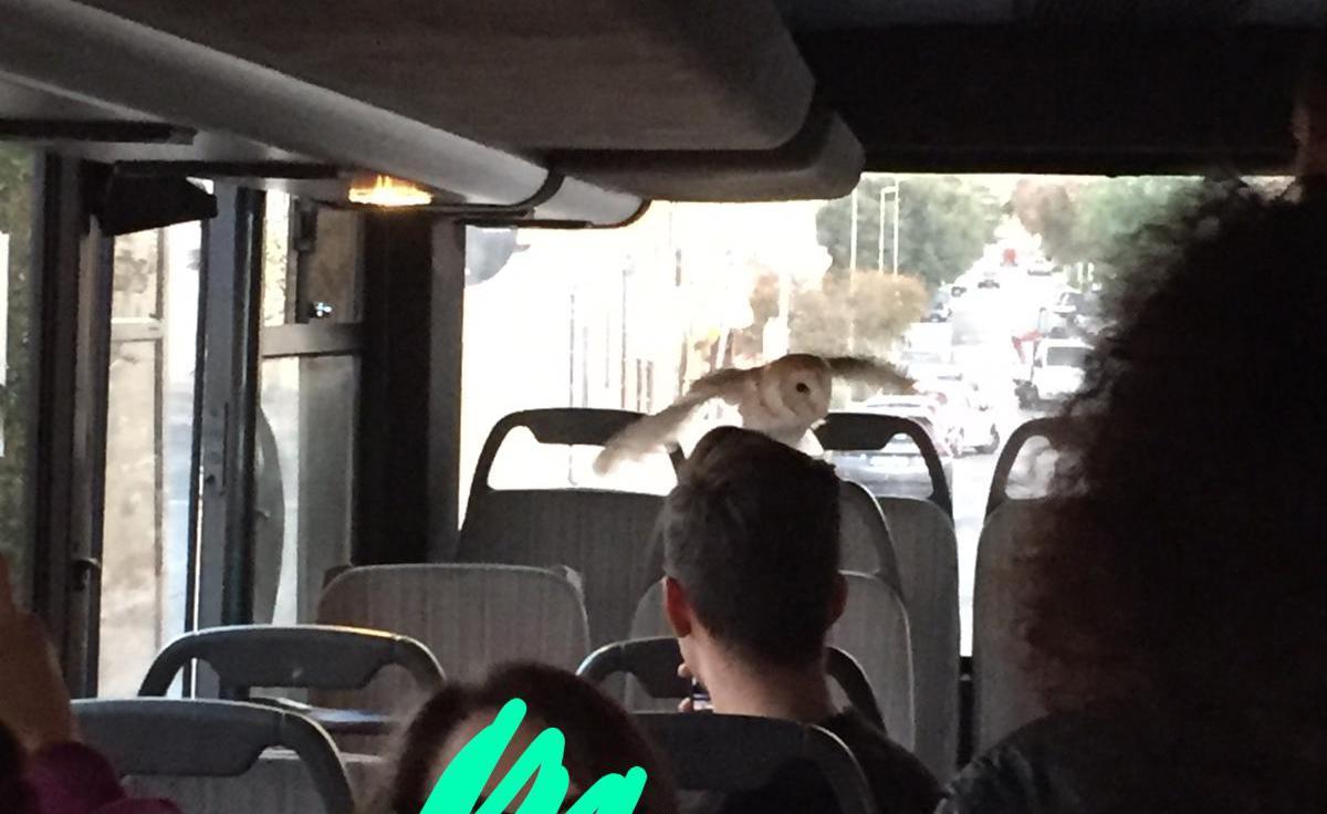 Sorpresa per i pendolari di Uri: sul pullman per Sassari c'è un barbagianni