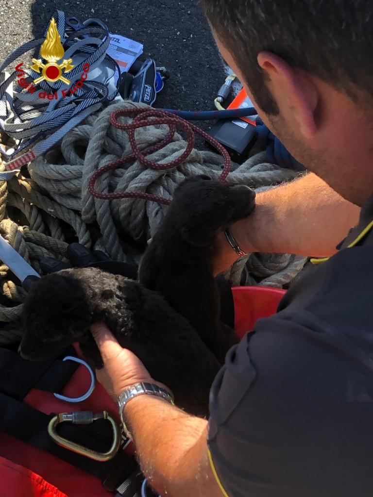 I cani salvati dai vigili del fuoco