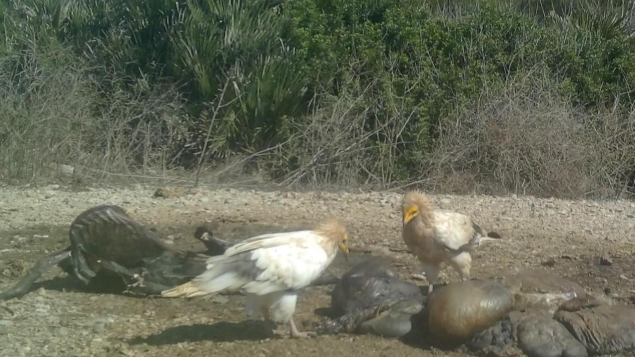“Primo” nato tra gli avvoltoi a Punta Cristallo 