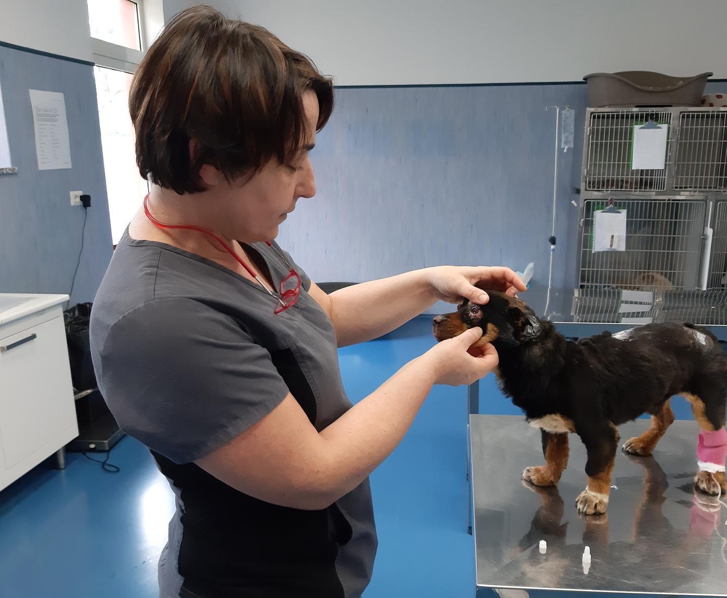 Il braccio di ferro va avanti e l’ospedale veterinario resta chiuso