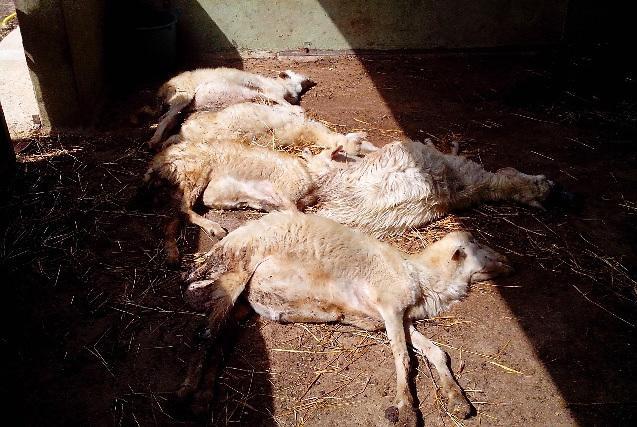 Lingua blu, l’allevatore paga le analisi 