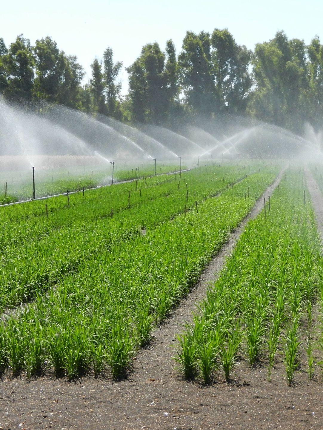 Irrigazione, proroga di due settimane 