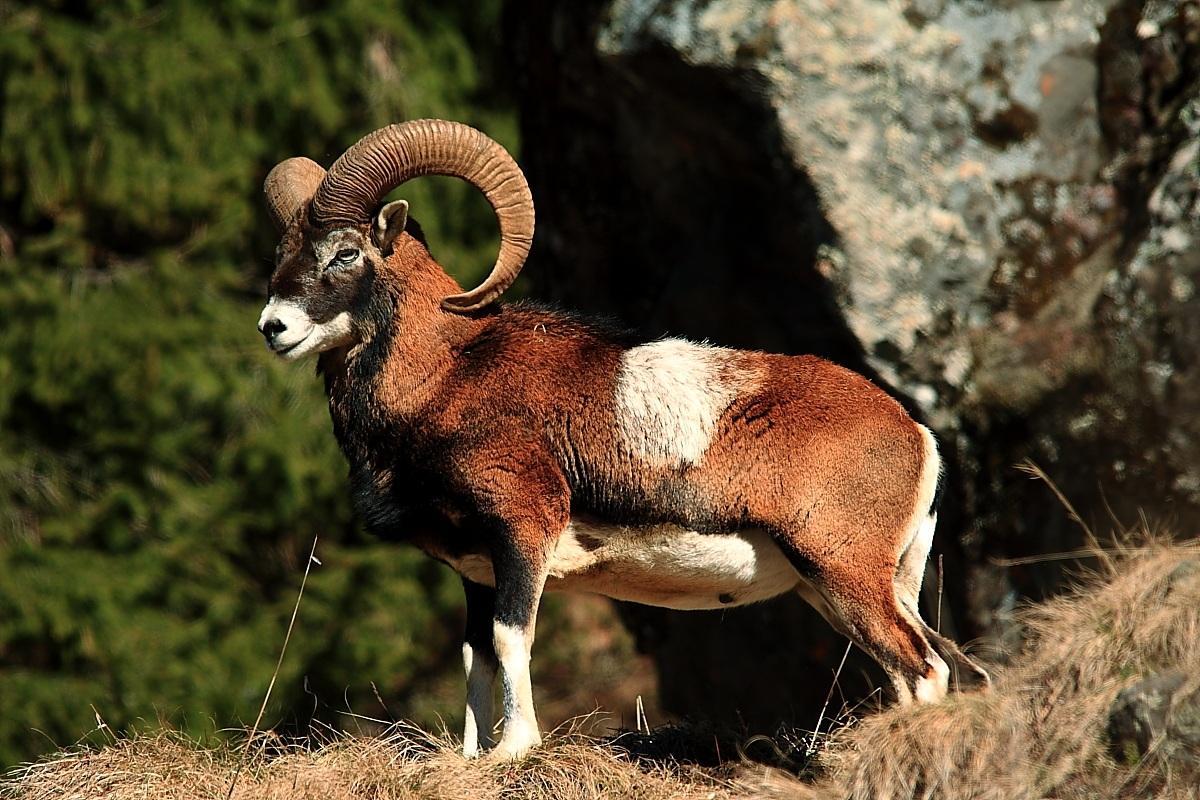 Un muflone, immagine di repertorio