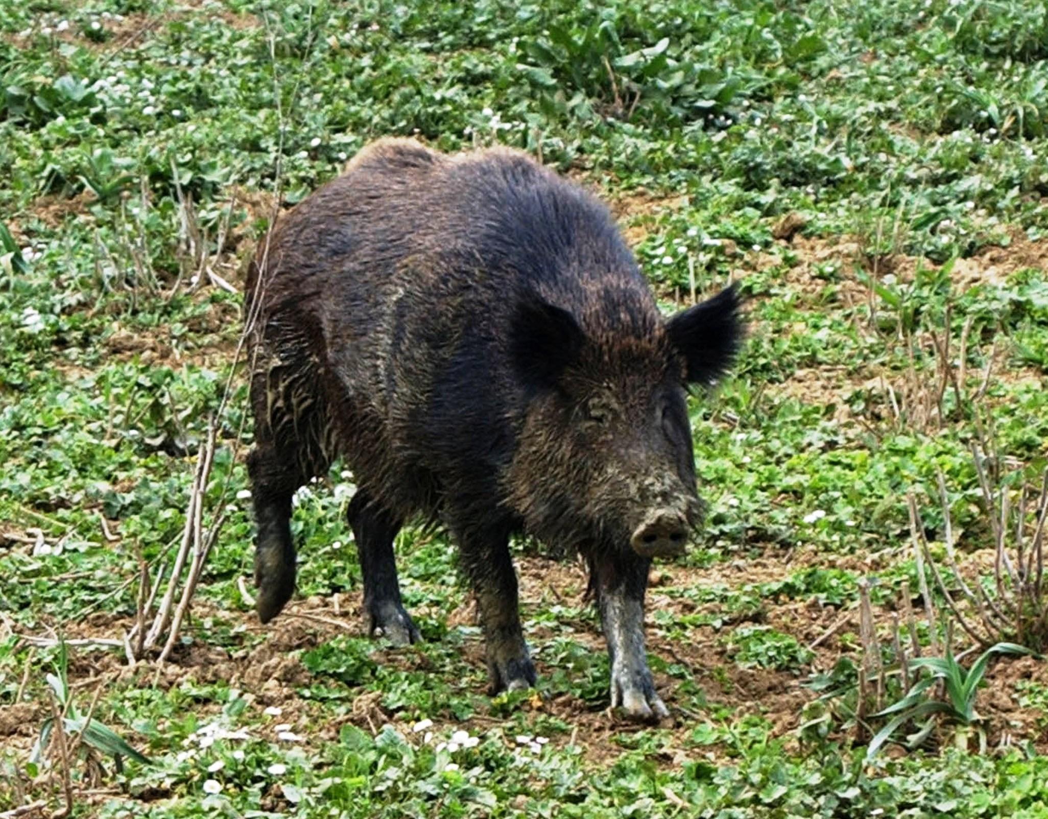Un cinghiale