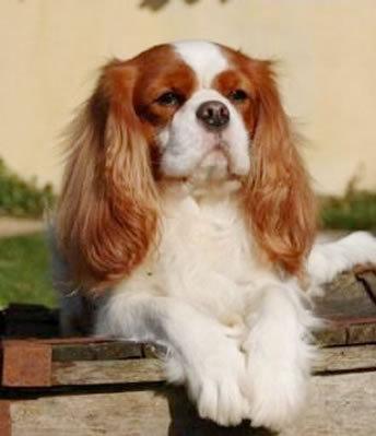 Ruba il cane di razza nei guai un 36enne