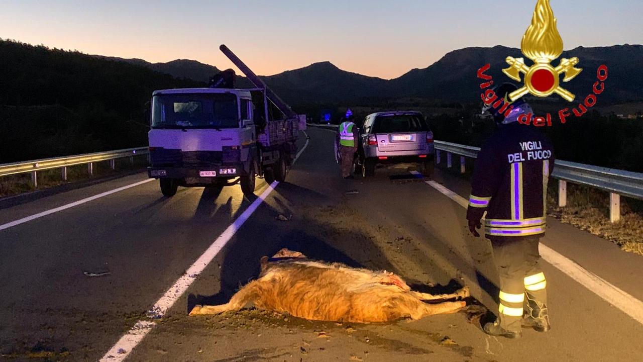 Sulla Nuoro-Lanusei mucca investita e uccisa da due auto, illesi i conducenti