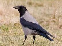 Cornacchia positiva alla West Nile abbattuta vicino ad Abbacurrente