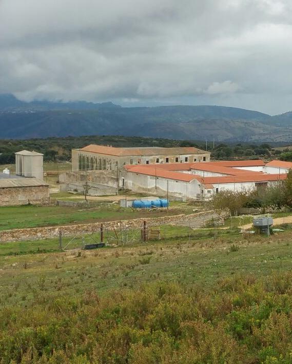 Allarme randagismo nella colonia penale di Mamone