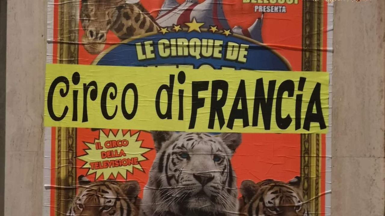 Manifesti abusivi, circo multato