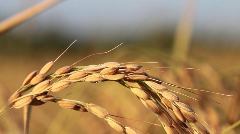 Una sola azienda in Sardegna potrà vendere il riso Carnaroli Classico 