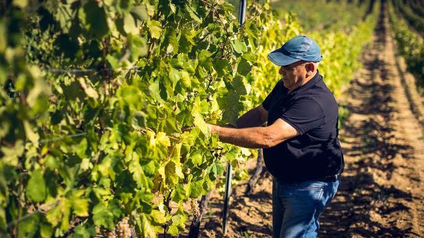 Vendemmia, per Dorgali buona annata