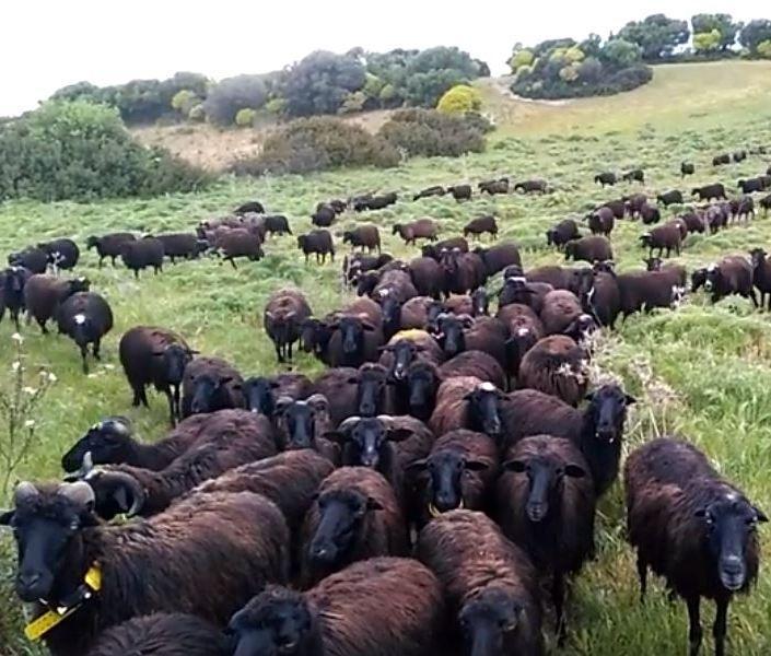 Per formaggi e ricotta il marchio “pecora nera” 